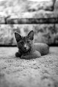 cat laying on carpet near sofa thumbnail
