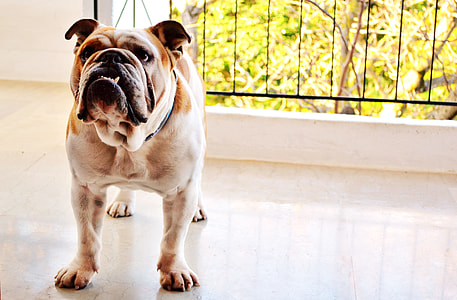 white and brown dog on white floor tiles thumbnail