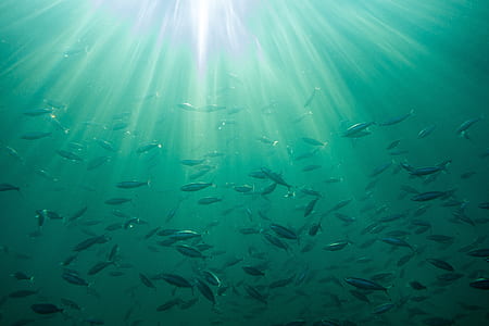 school of fish thumbnail
