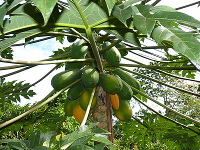green and yellow papaya thumbnail