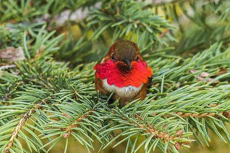 shallow focus photography of red and brown short beak bird on green leaved trees thumbnail