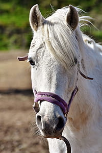 closeup photo of white horse thumbnail
