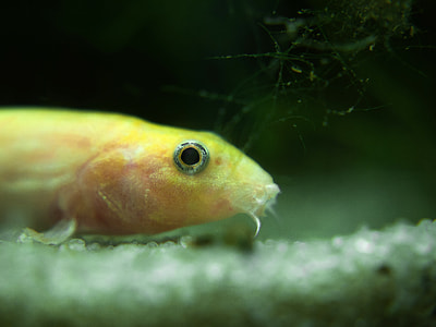 Pond Loach fish - Misgurnus anguillicaudatus thumbnail