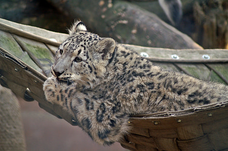 leopard on wicker swign thumbnail