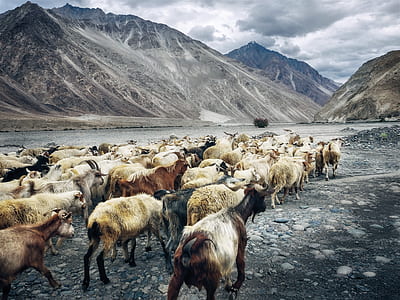 Herb of Goat Beside Mountain thumbnail