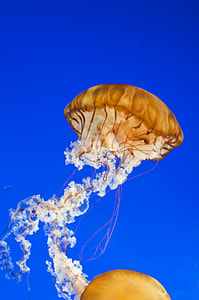 Vancouver Aquarium, Jellyfish thumbnail