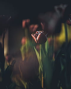 red tulip flower in self-selective photo thumbnail