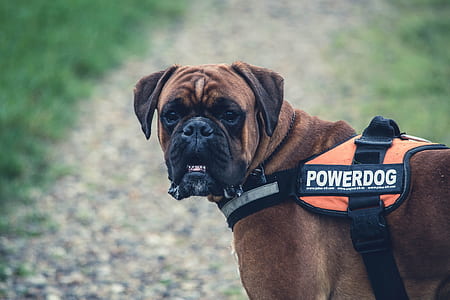 selective focus photo of tan boxer dog in Powerdog harness thumbnail