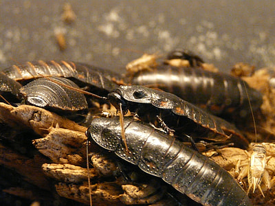 Giant Hissing Cockroach thumbnail