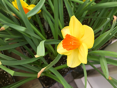 yellow and orange daffodil in bloom thumbnail