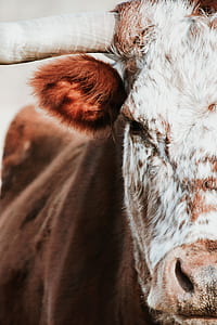 close up photo of white and brown cow thumbnail