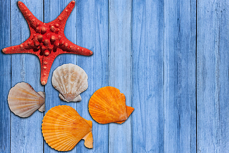 five assorted sea shells thumbnail