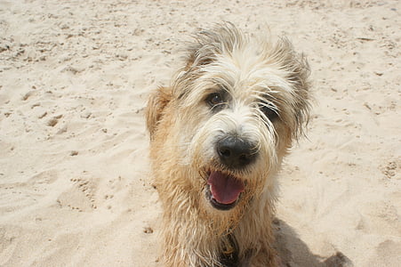 wire-haired tan dog on sand during daytime thumbnail