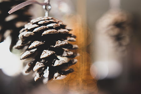 selective focus photography of pine cone thumbnail