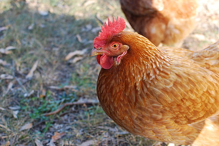 brown chicken on green grass thumbnail