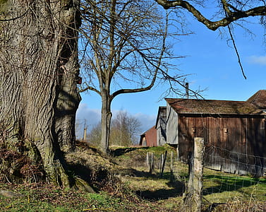 leafless tree beside brown wooden barn thumbnail