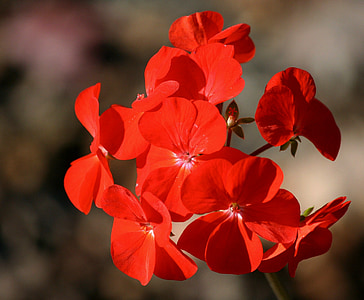 red flowers shallow focus photography thumbnail