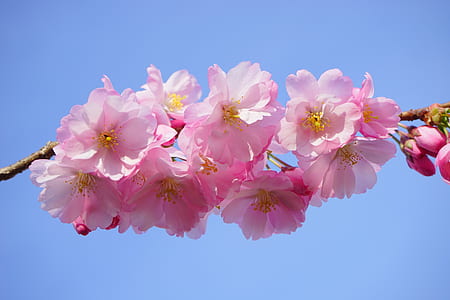 selective focus photography of pink petaled flower thumbnail