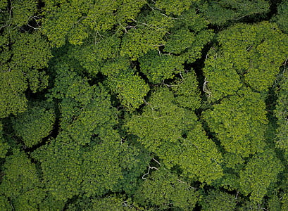 aerial view of trees thumbnail