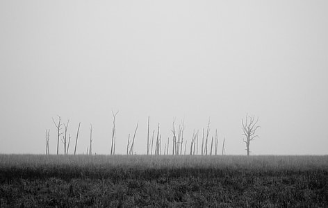 grayscale photo of grass thumbnail