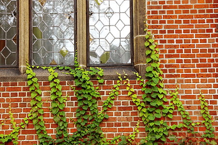 green leaf vine plants climbing on window thumbnail