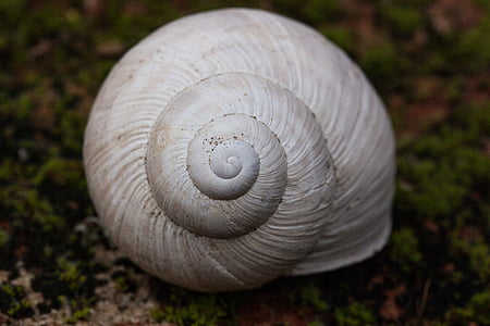 gray seashell thumbnail