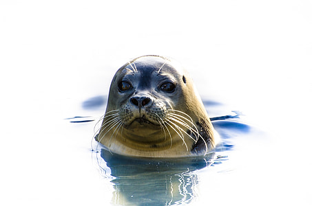 seal swimming in body of water thumbnail
