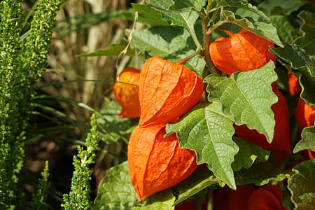 shallow focus photography of orange vegetables thumbnail