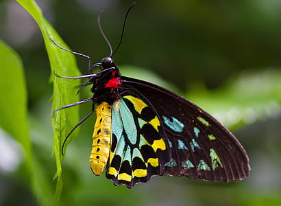 black and yellow butterfly perched on green leaf plant in closeup photography thumbnail
