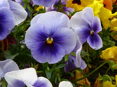 close-up photography of purple pansy flowers thumbnail