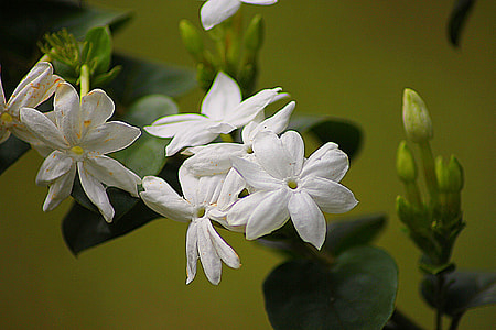 white jasmine flowers thumbnail