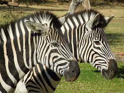 two zebra standing near to tree thumbnail
