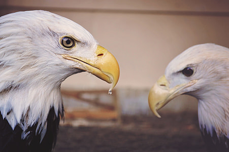 water drop on bald eagle's beak thumbnail