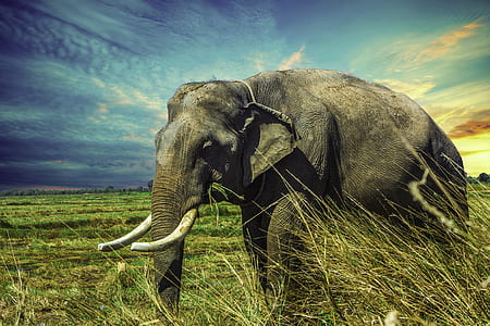 elephant on green grass field thumbnail