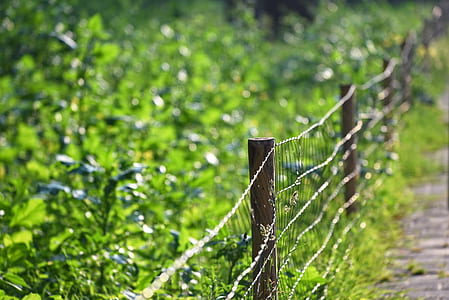 green plants over black fence thumbnail