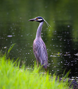 great blue heron bird thumbnail