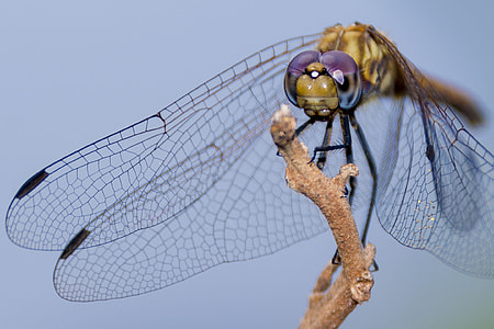 Ugandan Dragon Fly, Power Of Nature thumbnail