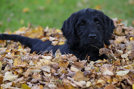 black curly-coated retriever puppy prone lying on leaves at daytime thumbnail