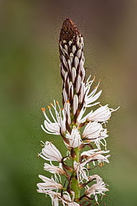 selective focus photography of white petaled flowers thumbnail