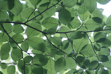 green and white leaf plant thumbnail