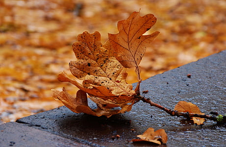 shallow focus of brown leafs thumbnail