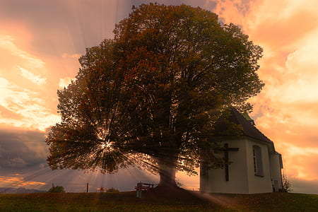silhouette of tree during sunset thumbnail