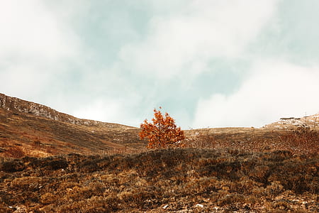brown leafed tree within mountain range during daytime thumbnail