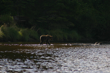 brown bear walking on body of water thumbnail