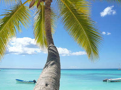 coconut tree near white boat thumbnail