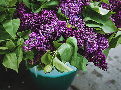 purple flowers thumbnail