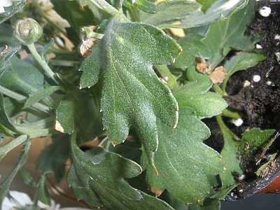 Chrysanthemum, Green Foliage thumbnail