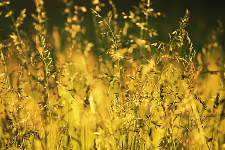 selective focus photography of brown plants thumbnail