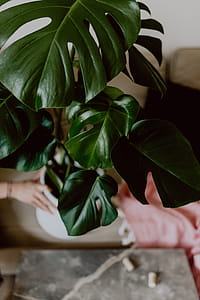 Dark green leaves of monstera thumbnail