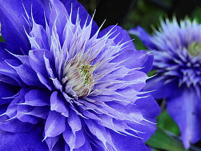 close up photo of purple petaled flowering plant thumbnail